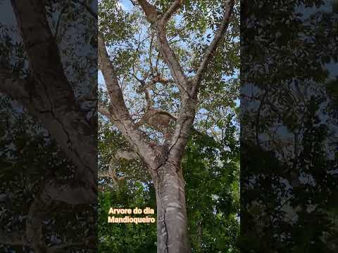 mandioqueiro árvore linda que encontrei em morrinhos Goiás