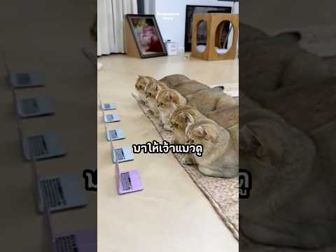 เมื่อเขาต้องเลี้ยงแมววหลายตัว #viral #viralvideo #interesting