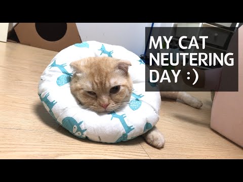 Behavior after cat neutering surgery