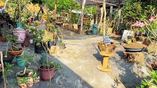 Rosa do deserto:expliquei tudo/como fiz para aplicar a calda de cimento no jardim#praticidade e tudo