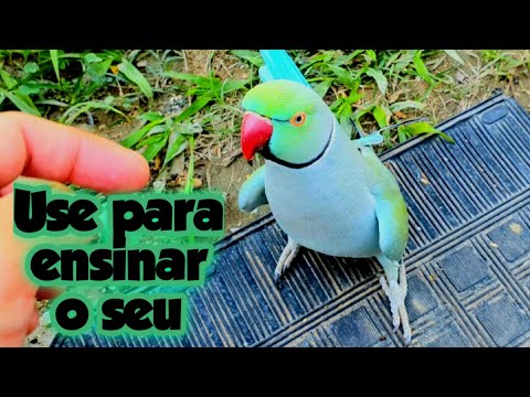 RING NECK MAIS FALANTE DO YOU TUBE -  FALA COMIGO BB