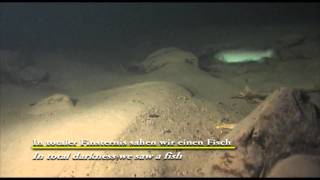 preview picture of video 'Höhlenfisch Cavefish in the Coiba Mare Arieseni'