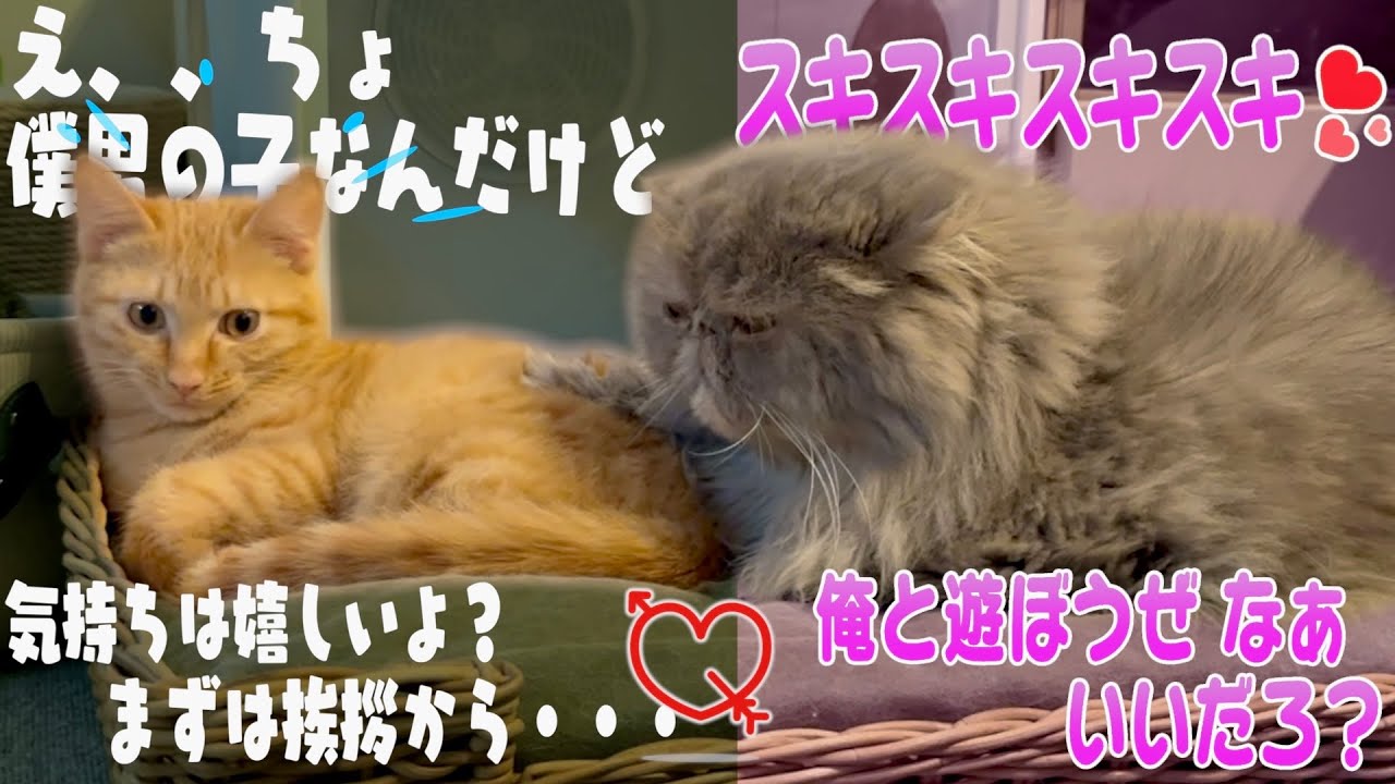 新入り子猫に惚れた兄猫がヤバいことになってます。