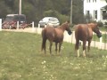 Horses Meet For The First Time Shorty Horse