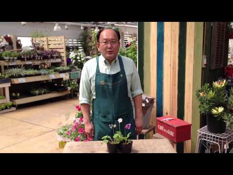 園芸 シーボルトのサクラソウ さくら荘