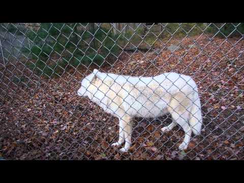 Howling With Arctic Gray Wolf Atka