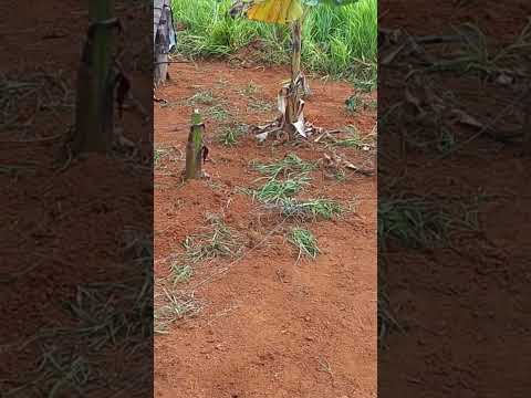 LOTE DA BAMBINA EN SILVÂNIA GOIÁS.