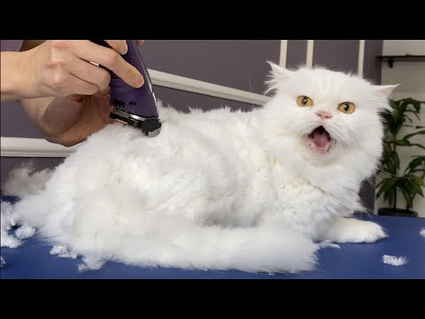 OMG!!! I CUT MY HAIR! 😱 bathing and grooming angry cat❤️🐱