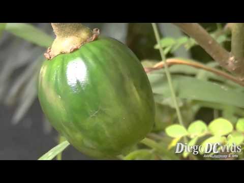 download lagu mp3 mp4 Bitter Tomato, download lagu Bitter Tomato gratis, unduh video klip Bitter Tomato