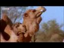 image-How does camel reproduce?