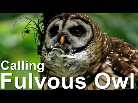 Sova fulvescentná — Fulvous Owl