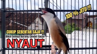 Download lagu burung cendet gacor EMOSI AMPUH buat PANCINGAN CENDET AGAR BUNYI bikin BURUNG PENTET GACOR AKTIF mp3