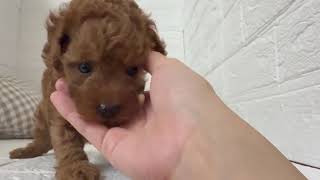 トイプードルの動画01