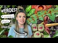 AMAZING Unique Plants Right Now Coolest Weird Houseplants PART 2