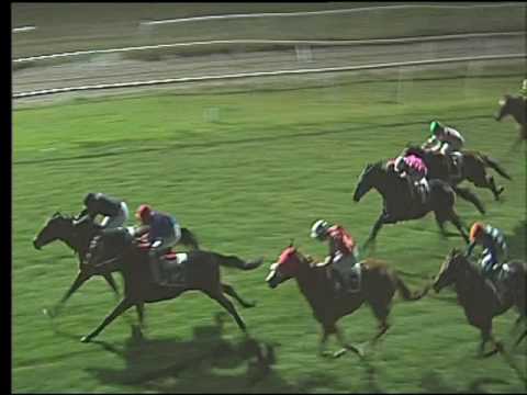 Galoppo 11/02/2017 - 5ª corsa