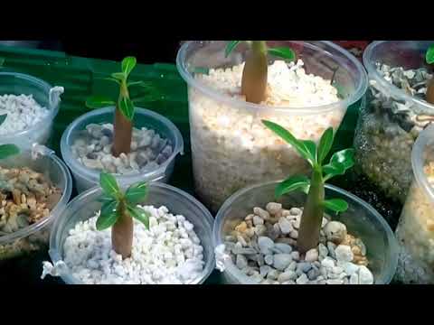 Обзор сеянцев адениума. Часть 2