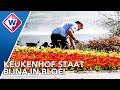 Keukenhof blij dat bezoekers weer mogen komen - OMROEP WEST