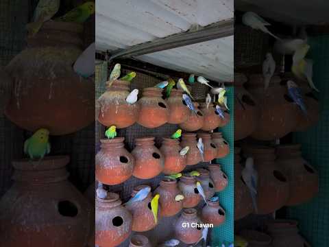 budgies colony setup 😍|| Love birds 2024 🐣 || #budgie #parrot #birds #lovebirds #love