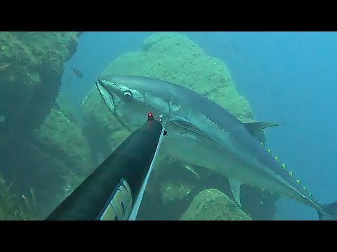 PESCA SUB SARDEGNA: TONNOOOOOOOOO IMPATTO FRONTALE!!!