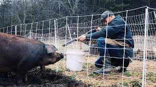 How I’m Gonna Shoot my PIGS Safely + Humanely