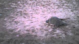 preview picture of video 'Sea Turtles at Hacienda Eden 1.19.11'