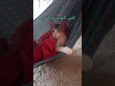 cute #c ketty # ki harkat