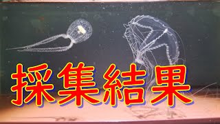夜漁港採集で採れた子の結果報告動画