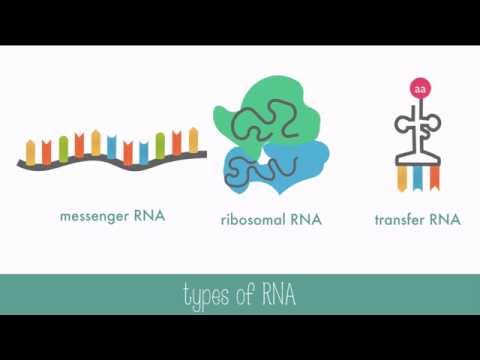 DNA versus RNA