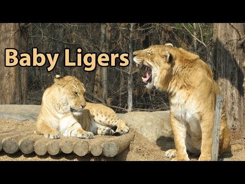 Liger - Animals Town