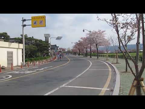1070407 Gyeongju Flor de Cerejeira Maramong