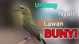 Download lagu PLECI GACOR Suara Ngalas Ngotot - TERAPI BUNYI MENGUNDANG BUNYI mp3