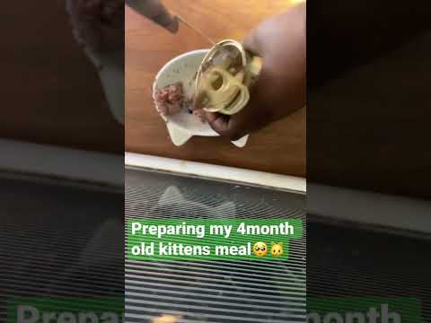 4 month old kitten meals!! 🐱❤️
