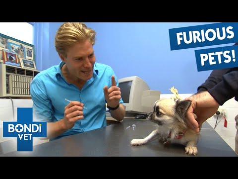 The Most DANGEROUS Patients At The Bondi Vet Clinic!