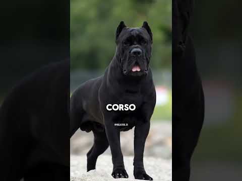 The 3 dogs that can defeat the mighty kangaroo