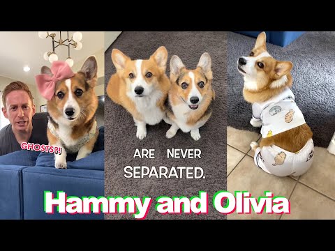 YouTube video about: How long is 1 hour for a dog?