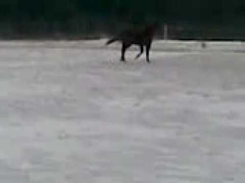 Sayos Shining hickory