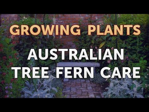 How to Nurse a Dying Ivy Plant Back to Life