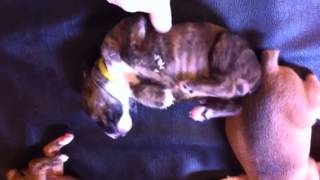 Sparkle is Ticklish.