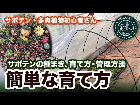 園芸 サボテンの種を集める方法は?