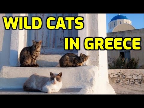 Why Are There So Many Stray Cats In Athens, Greece?