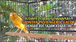 Download lagu kenari gacor panjang Cuit Cuit EMOSI, Pancingan Kenari Paud Belajar Bunyi, terapi AMPUH Kenari MACET mp3