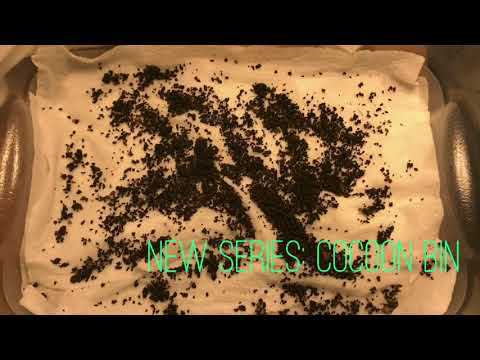 Cocoon Only Bin: Brand New Series