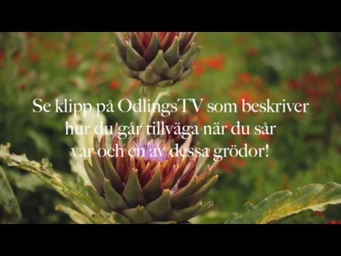 Första grönsaker sådd - 5 första och tidigaste frösådderna av ätbart