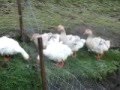 BUFF SEBASTOPOL GEESE AND WHITE CURLY BREASTED FROM CHESHIRE POULTRY UK