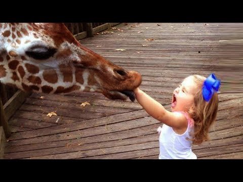 Ne pas rire : réactions des bébés à la girafe - vidéos drôles d'animaux