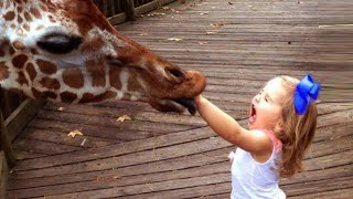 Ne pas rire : réactions des bébés à la girafe - vidéos drôles d'animaux