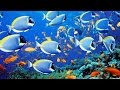 Подводная охота #20 индийский океан 