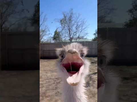 Soulja Boy Is A Nicer Version Of Kevin