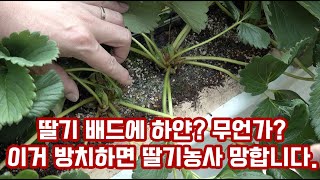 딸기 배지에 하얀? 무언가가? 이거 무시했다가 딸기 농사 망하는 지름길입니다