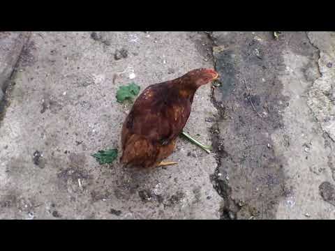 am intrat ân cotețului pui